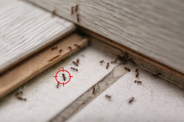 Trusted Island Lake, IL Pest Control Experts