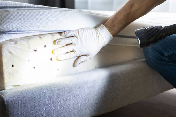 Best Bed Bug Extermination  in Island Lake, IL