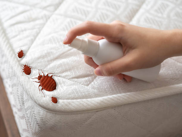 Best Affordable Pest Control Services  in Island Lake, IL