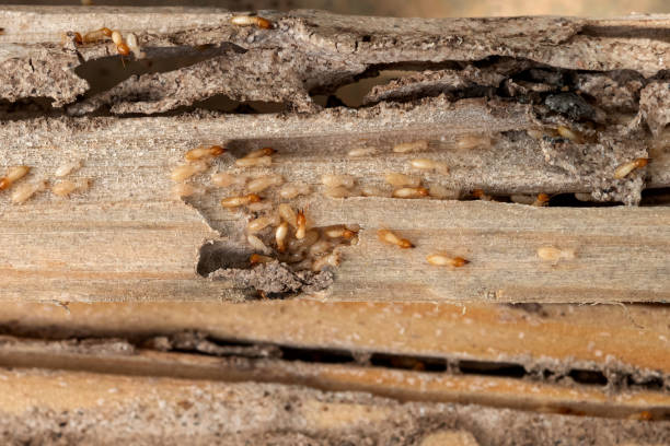 Best Flea Control Services  in Island Lake, IL