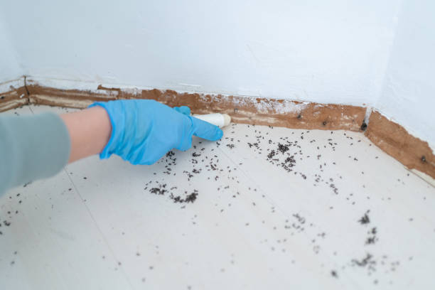 Best Wasp Removal Services  in Island Lake, IL