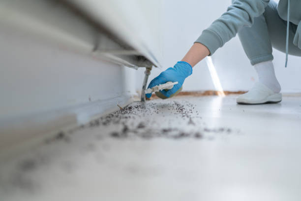 Best Local Pest Control Services  in Island Lake, IL